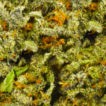 Orange Kush Closeup