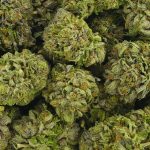 Buy Cannabis Gas Leak AAAA at MMJ Express Online Shop