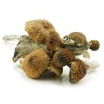 PFClassic Shrooms MMJ