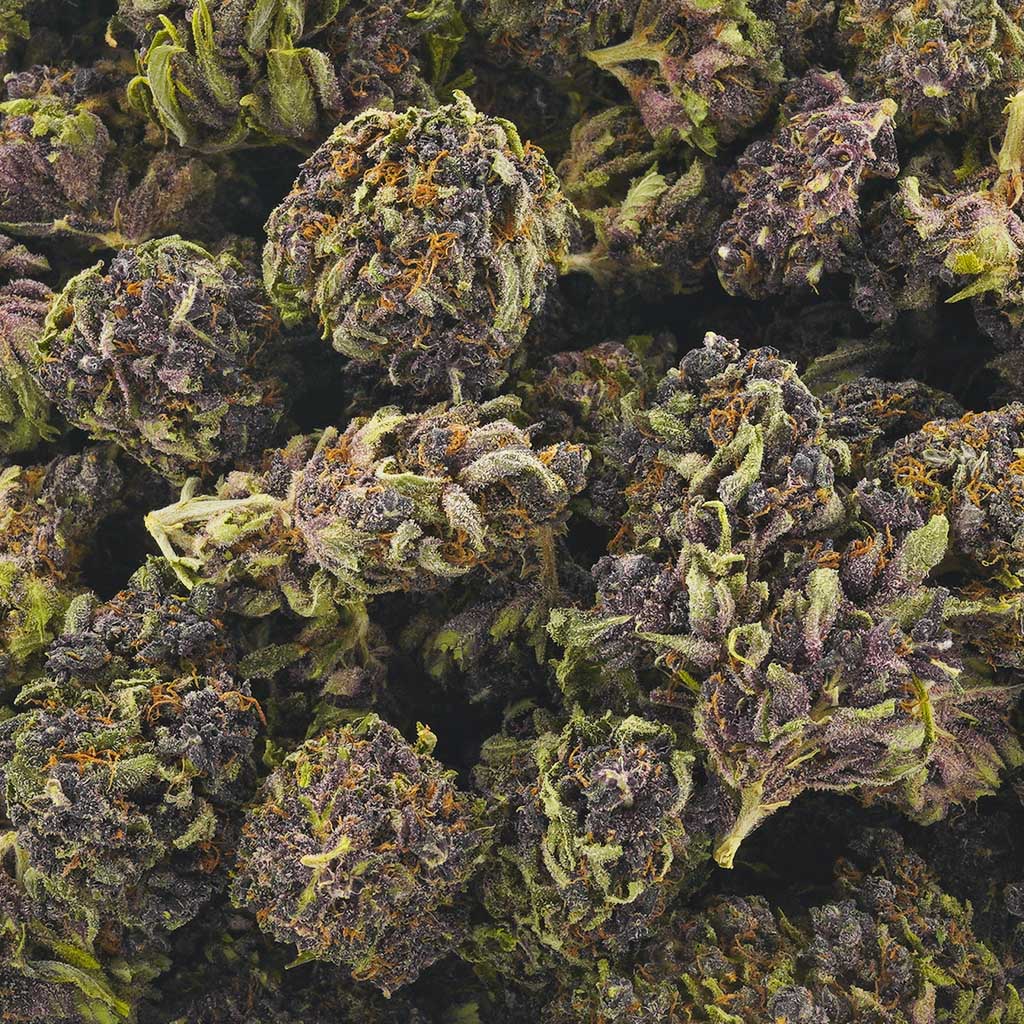 Buy Mendocino Purps AAA Online - MMJ Express