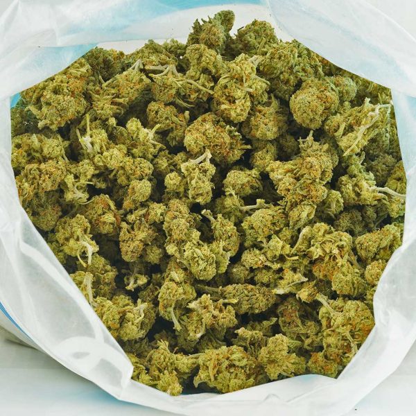 Buy OG Kush AA (Popcorn Nugs) Online MMJ Express