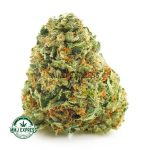 Buy Cannabis MAC 10 AA at MMJ Express Online Shop