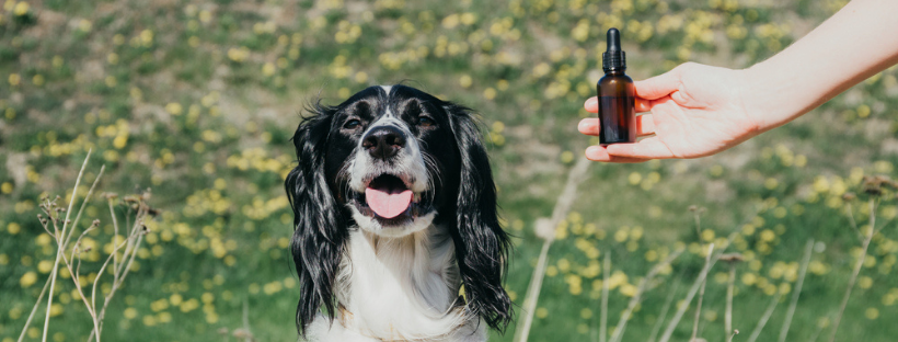 What to Look for When Buying CBD for Your Dog