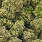 Buy Cannabis Sour Hindu Kush AAA at MMJExpress Online Shop