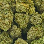 Buy Cannabis Tropic Truffle AAAA at MMJ Express Online Shop