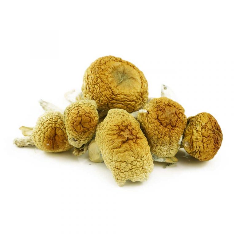 Buy Shrooms - Golden Mammoth (Premium) Online - MMJ Express