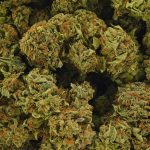 Buy Cannabis Alien Poison AA at MMJExpress Online Shop