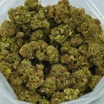 Buy Cannabis Alien Poison AA at MMJExpress Online Shop