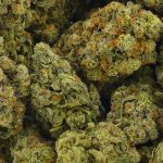 Buy Cannabis Maui Sunset AAAA+ Sativa at MMJ Express Online Shop