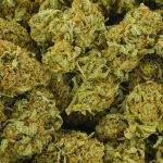 Buy Cannabis Stardawg Guava AA at MMJ Express Online Shop