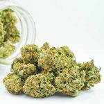 Buy Cannabis XJ-13 AA at MMJ Express Online Shop