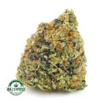 Buy Cannabis 707 Headband AAAA at MMJ Express Online Shop