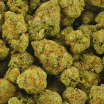 Buy Cannabis Amnesia AA at MMJ Express Online Shop