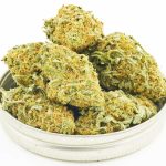 Buy Cannabis Platinum Girl Scout Cookies AA at MMJ Express Online Shop