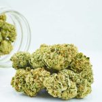 Buy Cannabis Cannalope Haze AAA at MMJ Express Online Shop