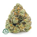 Buy Cannabis Purple Barney Rockstar AAA at MMJ Express Online Shop