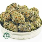 Buy Cannabis Purple Crush AA at MMJ Express Online Shop