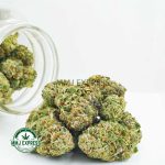 Buy Cannabis Blueberry Supreme AA at MMJ Express Online Shop