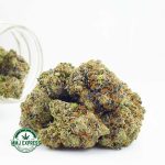 Buy Cannabis Hippie Crasher AAAA at MMJ Express Online Shop