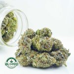 Buy Cannabis Black Gorilla AAAA+ at MMJ Express Online Shop