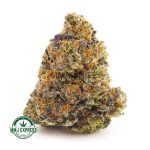 Buy Cannabis Gas Leak - Super Gelato AAAA at MMJ Express Online Shop