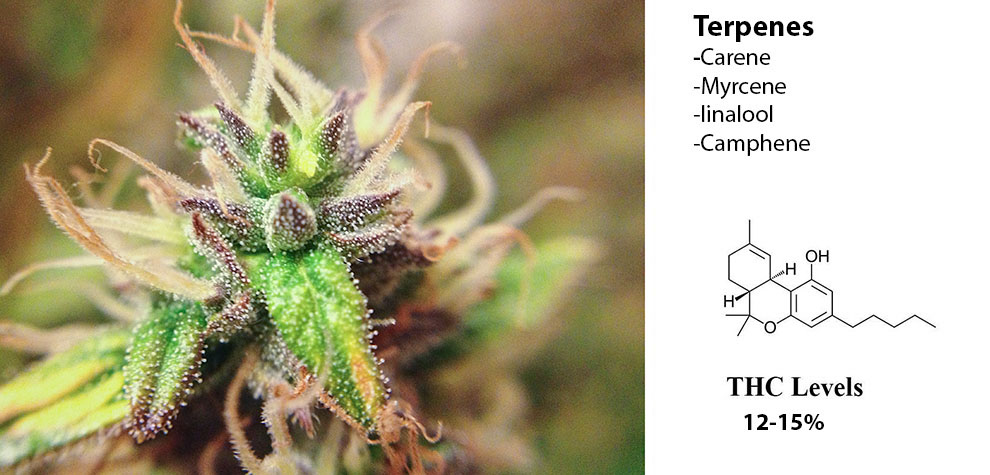 Powdered Donuts Strain cola and Terpene Profile plus THC Content. online dispensary canada to buy weeds online. cannabis canada. Dispencary.