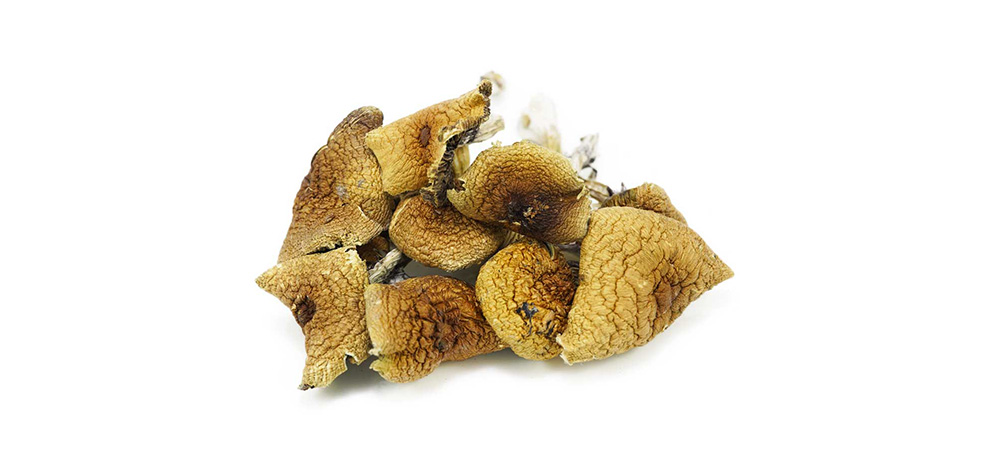 Golden Teacher Mushrooms for sale online from online dispensary Canada MMJ Express.