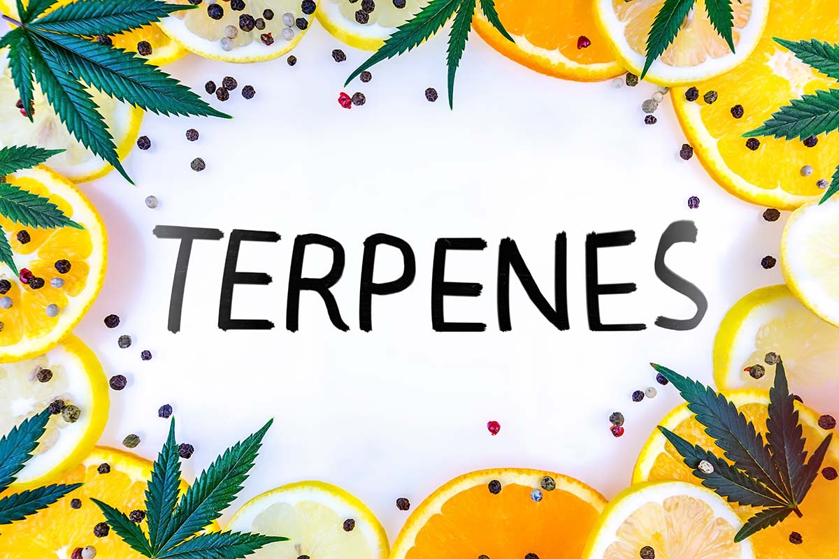 cannabis terpene concept photo. what are terpenes? buy weed online from MMJ Express dispensary.