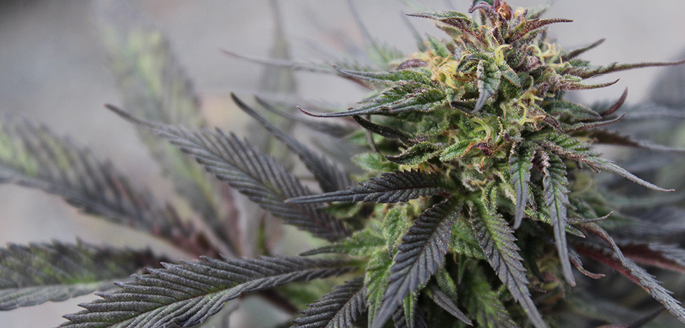 Tom Ford Strain; 8 Facts To Know About This Delicious Bud