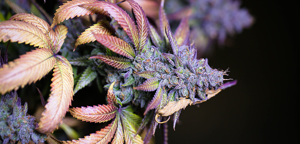 Cannabis plant growing Purple Space Cookies strain. buy weed online canada. order weed canada. Purple Space Cookies strain review.