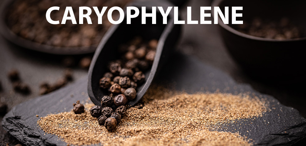 Caryophyllene terpene concept. online dispensary canada to buy weeds online. cannabis canada. Dispencary.
