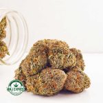 Buy Cannabis Animal Cookies  AAA at MMJ Express Online Shop