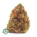 Buy Cannabis Blueberry Rockstar AA at MMJ Express Online Shop