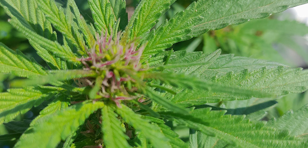 close up of nuke weed cannabis plant. pot store for weed vapes and vape pens. weed pens. Dispencary.