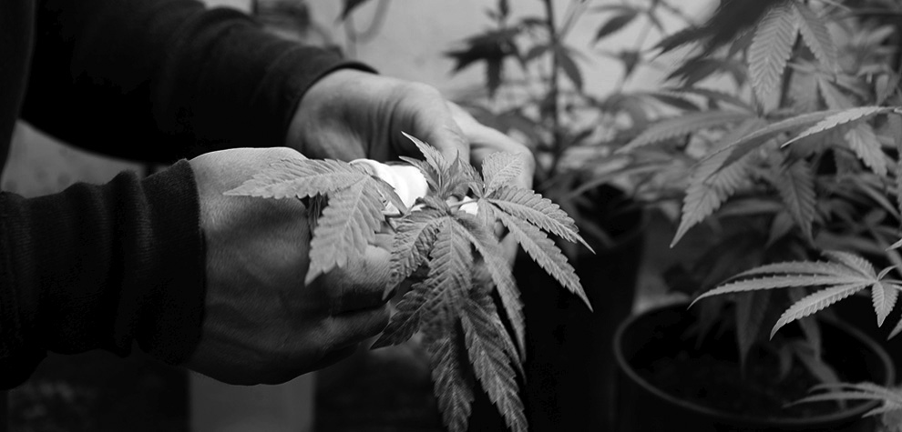 Man inspecting a cannabis plant. Nuken Weed Strain bc buds online. canada dispensary. weed shop online. cannabis online. Dispensary.