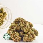 Buy Cannabis Kush Mint AAA at MMJ Express Online Shop