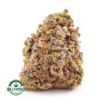 Buy Purple Dream AAAA Cannabis Online at MMJ Express
