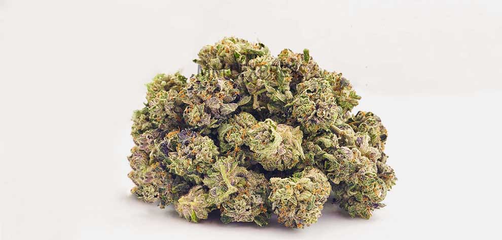 Black Tuna budget bud and more hybrid strains from Low Price Bud weed dispensary. Buy weed online in Canada. Gummys, edibles, shatter, and THC concentrates.