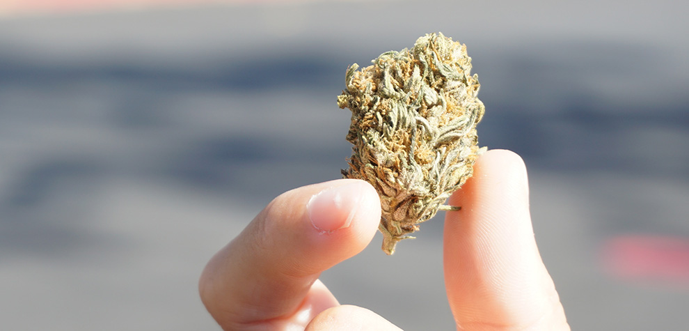Man holding Pineapple Express weed budget bud with fingers. Buy weed online Canada. Mail order marijuana weed store and online dispensary.