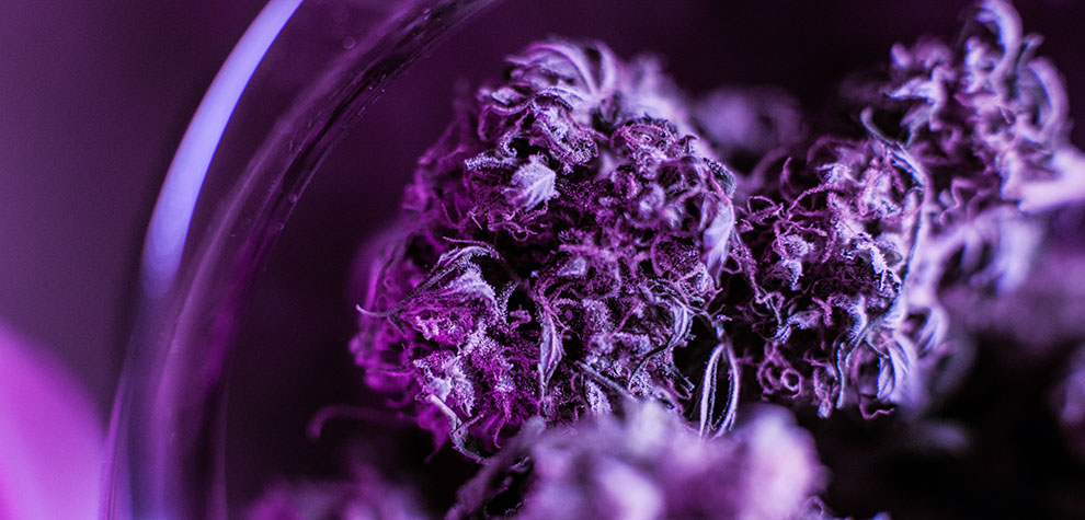 Purple Monkey Balls weed under LED lights. Buy weed online Canada from an online dispensary for mail order marijuana cheap canna budget buds.