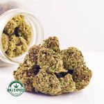 Buy Cannabis Georgia Pie AA at MMJ Express Online Shop