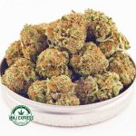 Buy Cannabis OG Shark AA at MMJ Express Online Shop