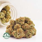 Buy Cannabis OG Shark AA at MMJ Express Online Shop