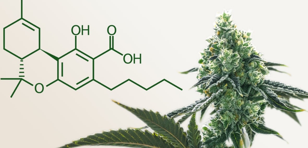 Although it won’t get you high, THCA benefits can be medically beneficial. Besides being valued as a nutritional supplement for various valid reasons, it holds other benefits. 