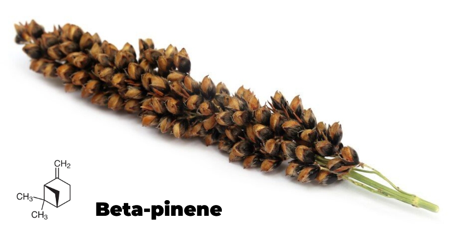 Beta-pinene is one of the primary components responsible for the odor of pine resin. Check our canada weed, thc vape pen, canadian cannabis, weed deals, budget buds.