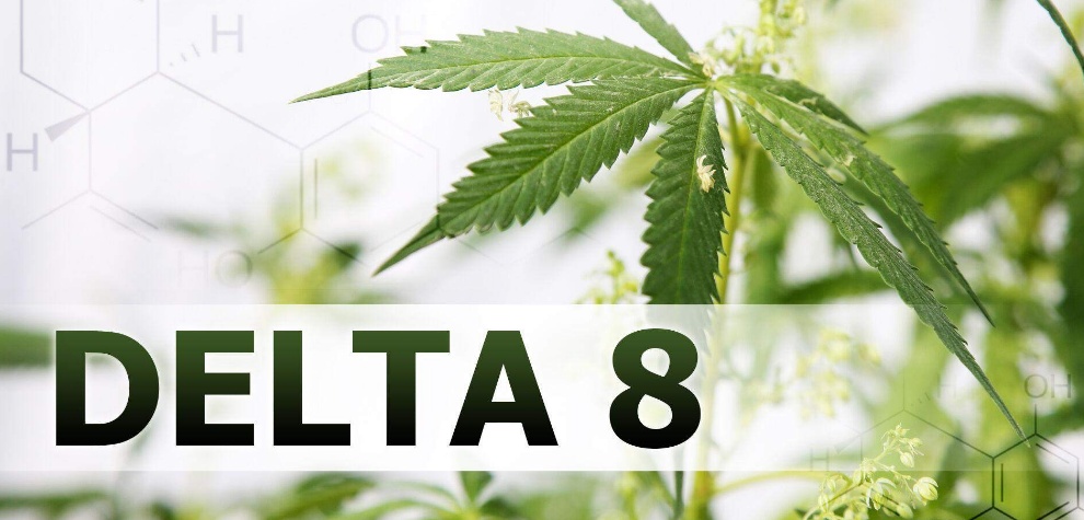 Here is everything you must know about Delta 8 THC vs Delta 9 THC before consuming the substance. Firstly, it is important to realize that delta 8 and delta 9 THC are very similar. 