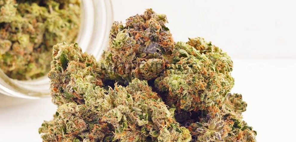 High Octane OG is a pure indica hybrid strain created by crossing the classic Hindu Kush, Lemon Thai and Chemdawg strains.  