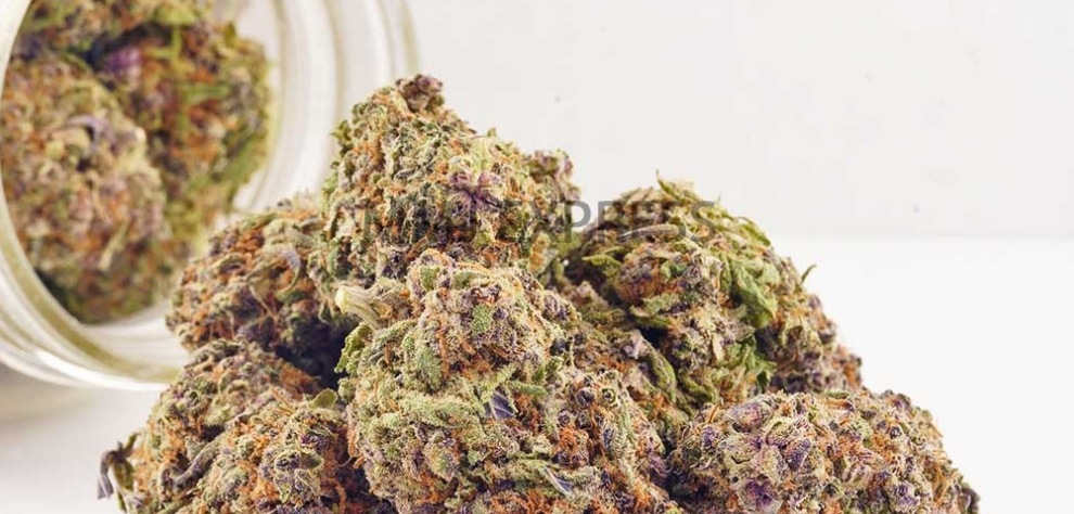 Island Pink Kush is an Indica-dominant strain known for its visually beautiful appearance and incredible terpene profile. 