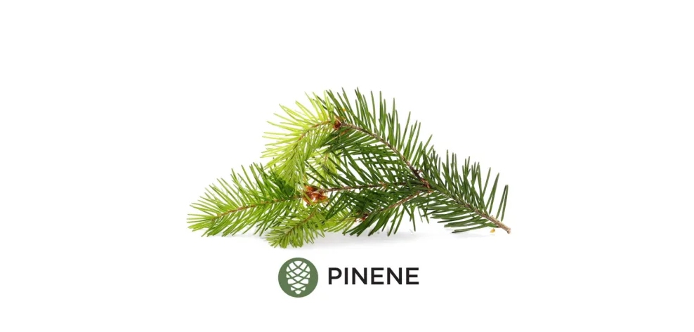 Pinene plant concept. What Is Pinene and how does it benefit cannabis marijuana from MMJ Express online weed dispensary and weed store.
