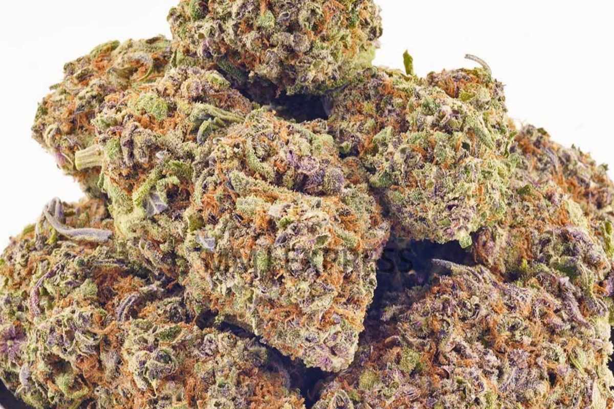 Are you looking to enjoy the relaxing high of the Pink Bubba strain? Visit MMJ Express for premium quality Pink Bubba strains. We offer cheap weed in Canada for your utmost pleasure.